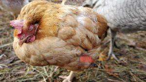 Giới thiệu về bệnh cầu trùng ở gà đá