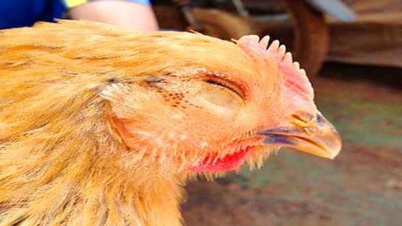 Giới thiệu về bệnh xổ mũi ở gà đá