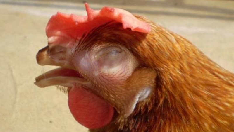 Triệu chứng của bệnh xổ mũi ở gà đá là gì?