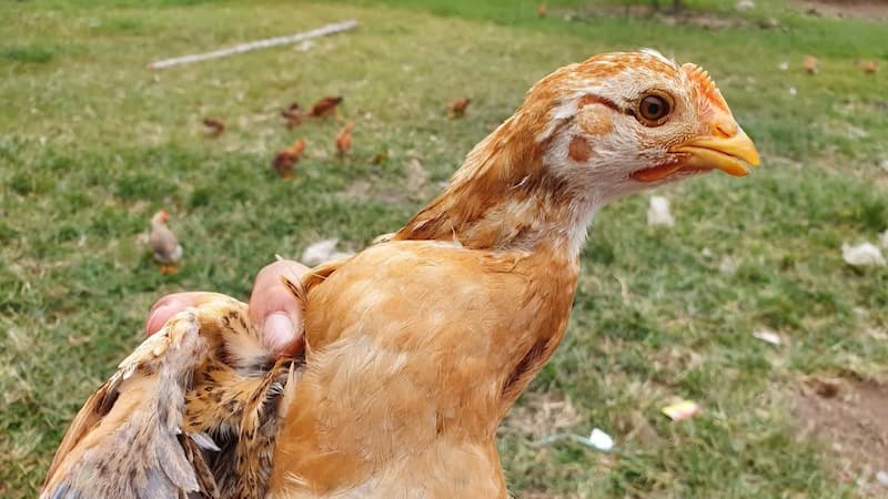 Cách điều trị bệnh xổ mũi ở gà đá chuẩn chỉnh nhất