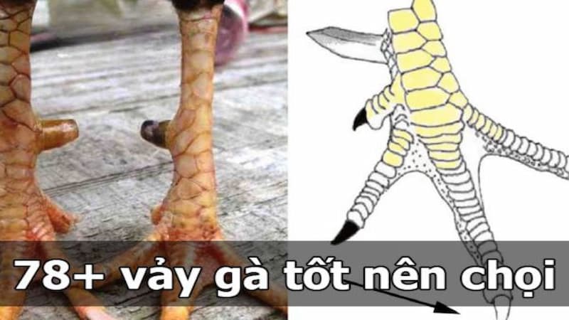 Tổng quan về các loại vảy gà và ý nghĩa