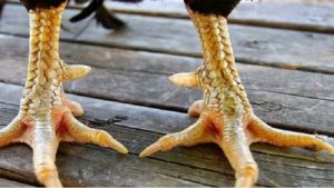 Cách nhận biết các loại vảy gà tốt trong đá gà