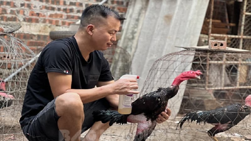 Giới thiệu về cách chăm sóc gà đá hiệu quả nhất