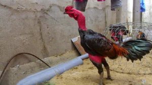 Cách chăm sóc gà đá hiệu quả nhất với chế độ dinh dưỡng