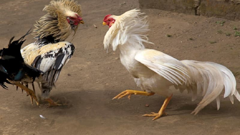 Cách chăm sóc gà đá hiệu quả nhất qua quy trình huấn luyện