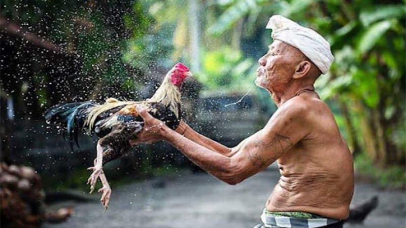 Giới thiệu về cách chăm sóc gà đá bị cựa