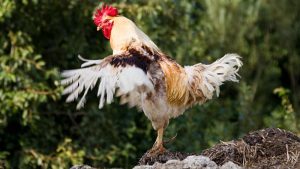Cách xử lý vết thương do cựa gây ra