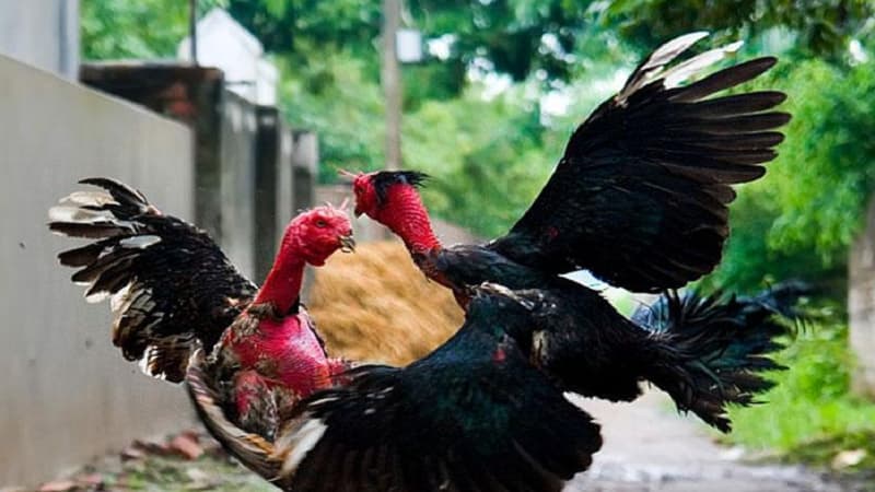 Cách chăm sóc gà đá bị cựa với chế độ dinh dưỡng
