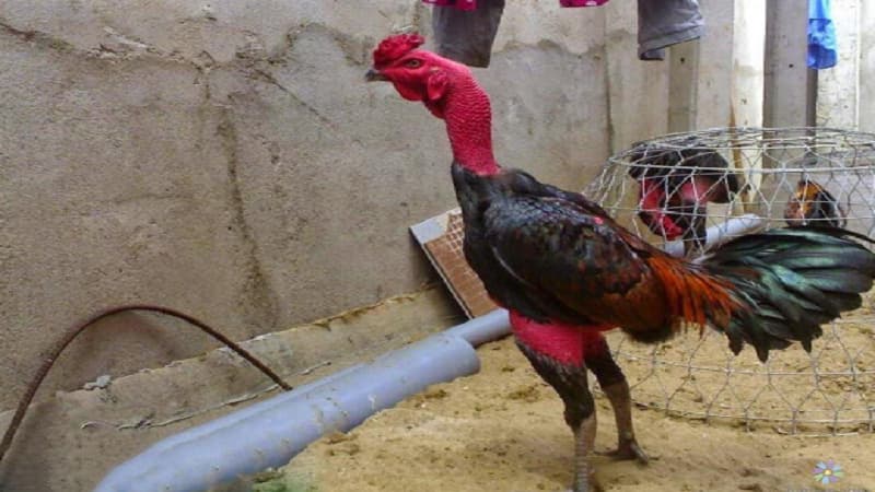 Cách chăm sóc gà đá bị cựa toàn diện để nhanh hồi phục