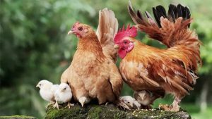 Bổn gà mái là gì?