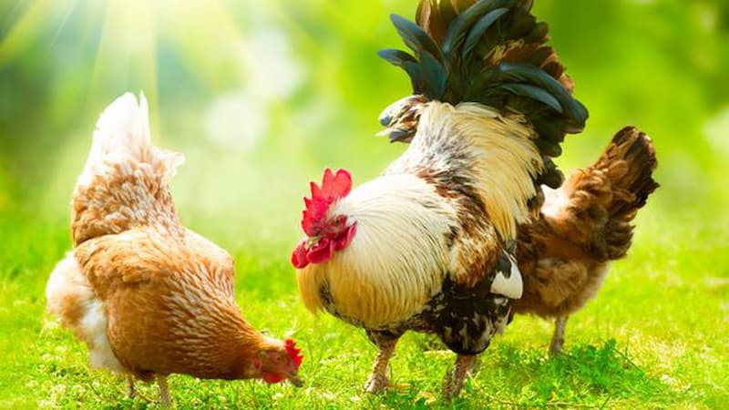 Tại sao nên biết cách chọn bổn gà mái tốt?
