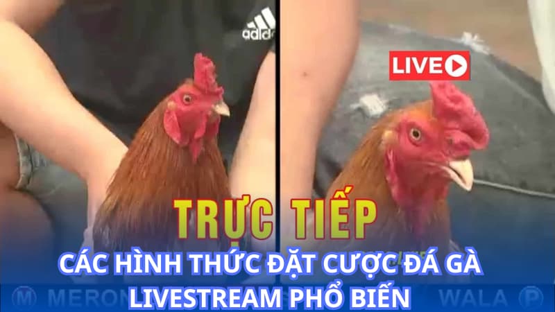 Các hình thức đặt cược đá gà livestream phổ biến