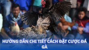 Hướng dẫn chi tiết cách đặt cược đá gà