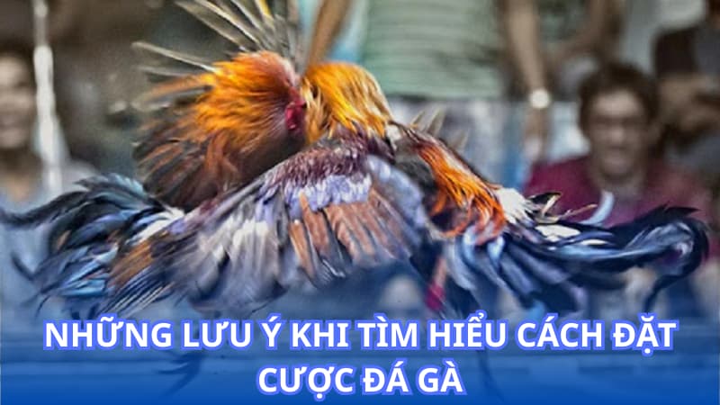 Những lưu ý khi tìm hiểu cách đặt cược đá gà