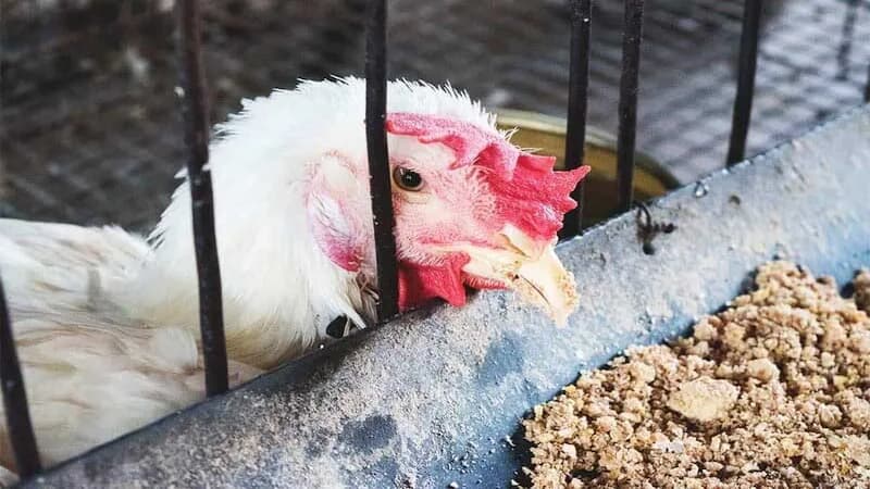Thực trạng hiện nay của bệnh tiêu chảy ở gà đá