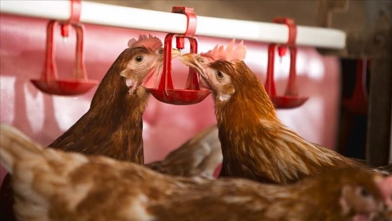 Các cách điều trị tiêu chảy ở gà đá hiệu quả