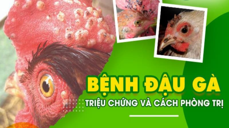 Thực trạng của bệnh đậu gà ở kê chiến hiện nay