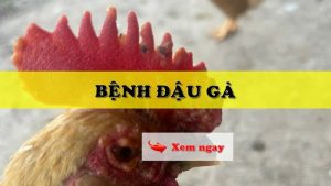 Vì sao cách nhận biết bệnh đậu gà lại quan trọng?