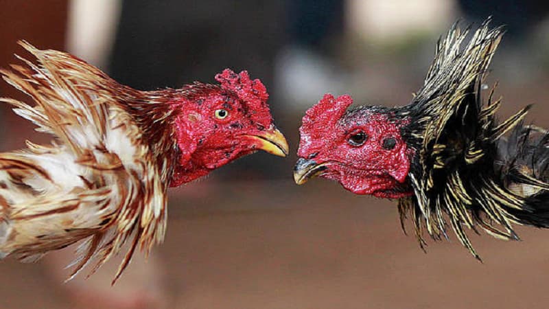 Chăm sóc tinh thần và kỹ thuật đá chuẩn chỉnh