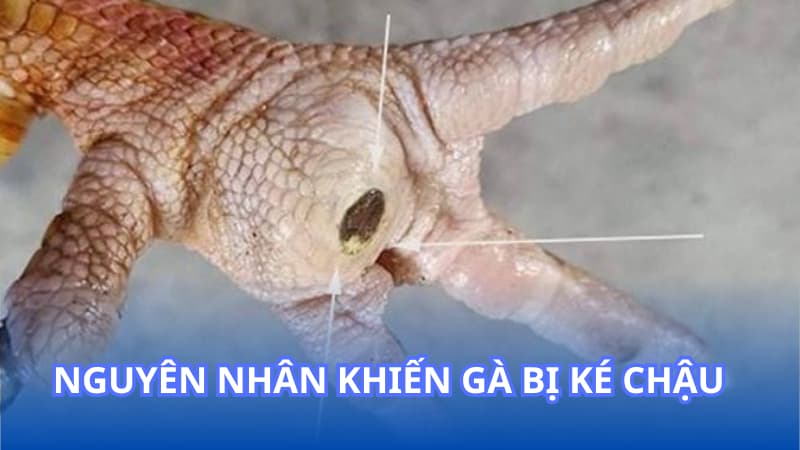 Nguyên nhân khiến gà bị ké chậu