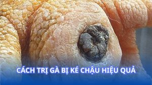 Cách trị gà bị ké chậu hiệu quả