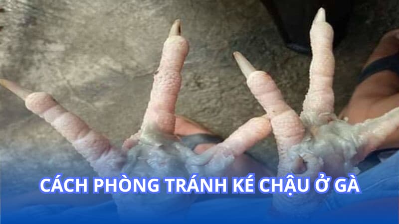 Cách phòng tránh ké chậu ở gà