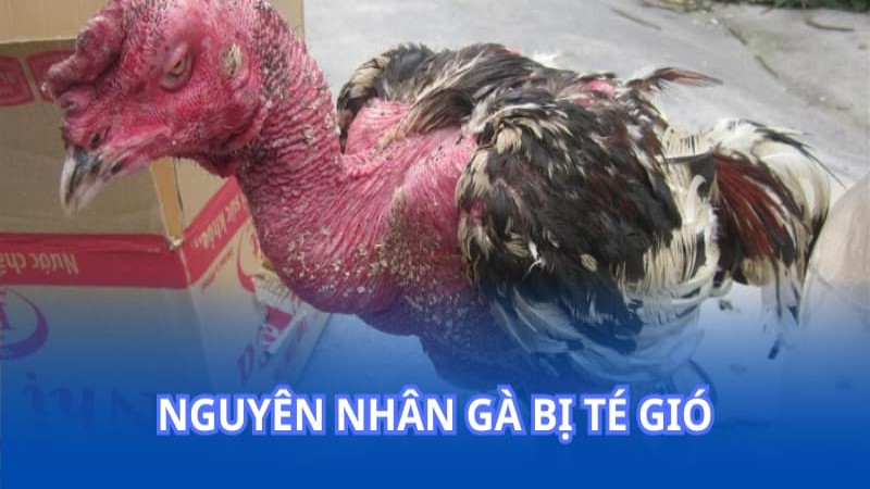 Nguyên nhân gà bị té gió: Những lý do cần biết