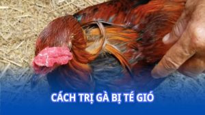 Cách trị gà bị té gió: Phương pháp và biện pháp hỗ trợ