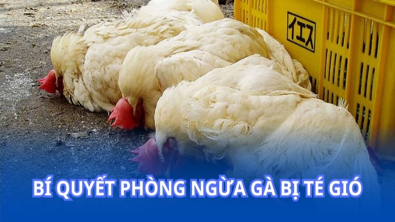 Cách trị gà bị té gió: Bí quyết phòng ngừa gà bị té gió