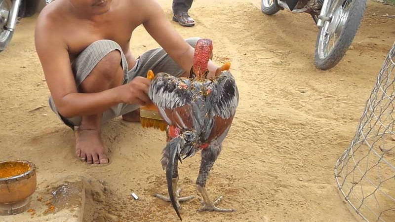 Giới thiệu về cách vào nghệ cho gà đá