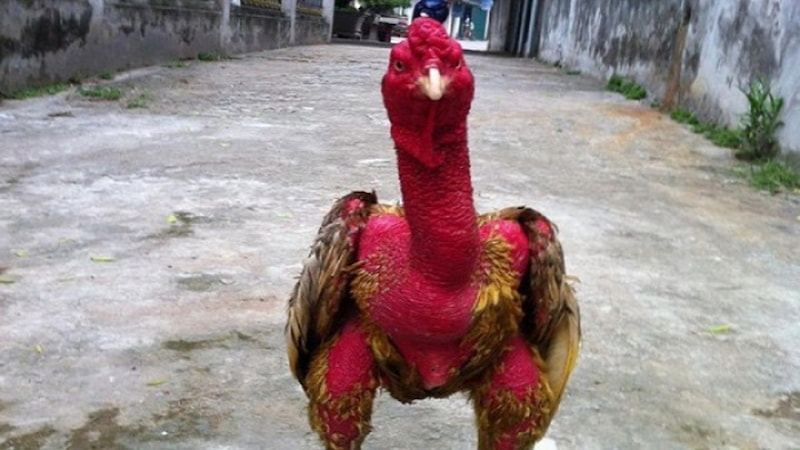 Thời điểm và cách vào nghệ cho gà đá