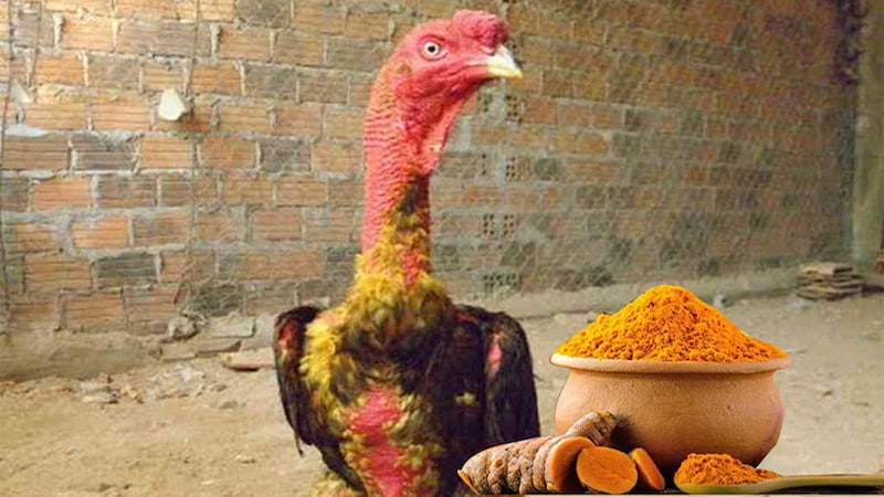 Lưu ý khi vào nghệ cho gà đá