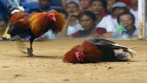 Các giống gà đá bên Campuchia phổ biến