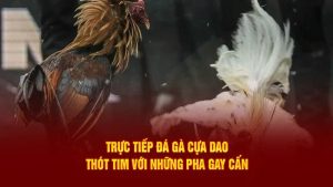 Giới thiệu về đá gà cựa dao