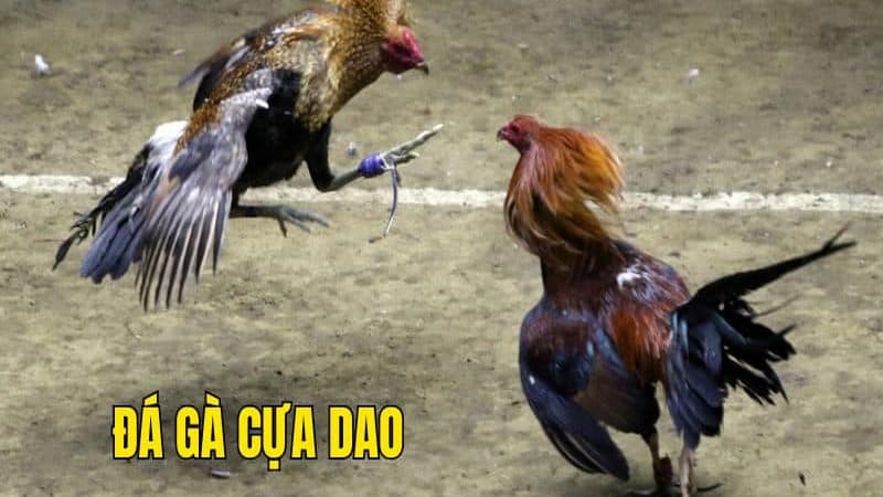Luật chơi và quy tắc trong đá gà cựa dao