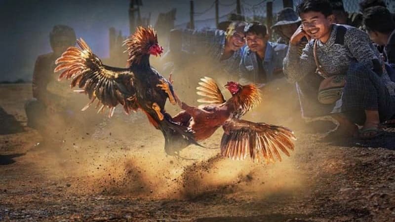 Mẹo cá cược đá gà cựa dao đỉnh cao giúp thắng lớn