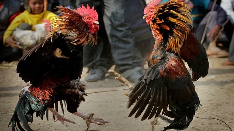 Có đặc điểm gì ở đá gà cựa sắt giúp thu hút?