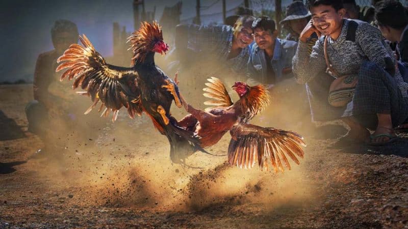Tại sao đá gà quốc tế được người chơi cá cược yêu thích?