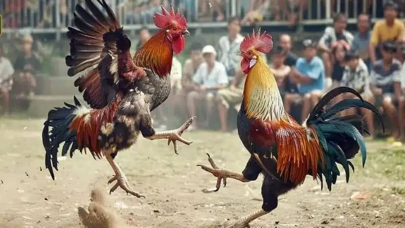Bí quyết chơi cá cược đá gà quốc tế thắng lớn cho tân thủ