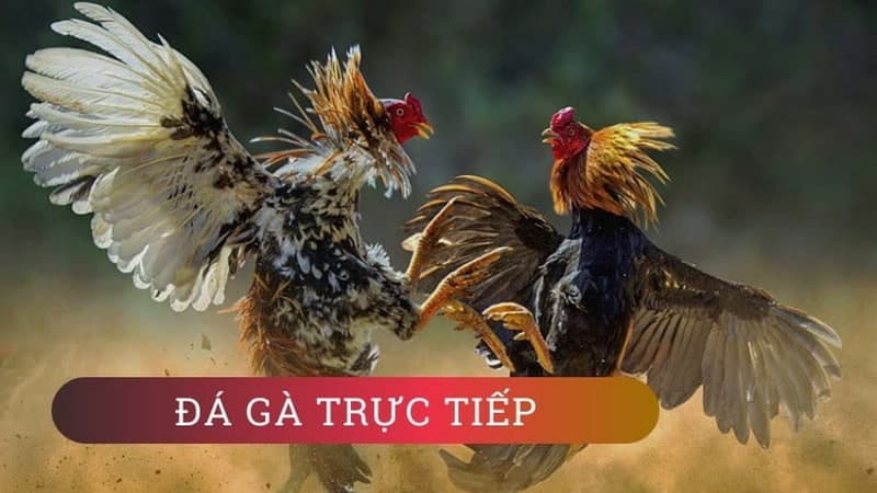 Luật chơi tại đá gà Thomo có gì đặc biệt