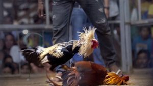 Ưu điểm khi theo dõi đá gà Thomo trực tuyến