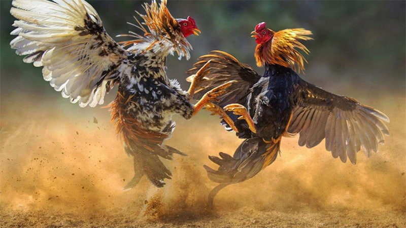 Đôi nét về Đá gà trực tiếp 68