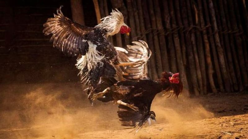 Kênh dagatructiepcampuchia có những ưu điểm gì?