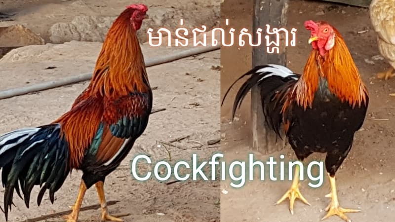 Có các khuyến mãi nào ở dagatructiepcampuchia?