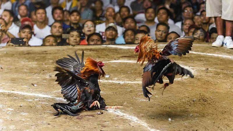 Ưu điểm nổi bật của Dagatructiepcampuchia được giới thiệu