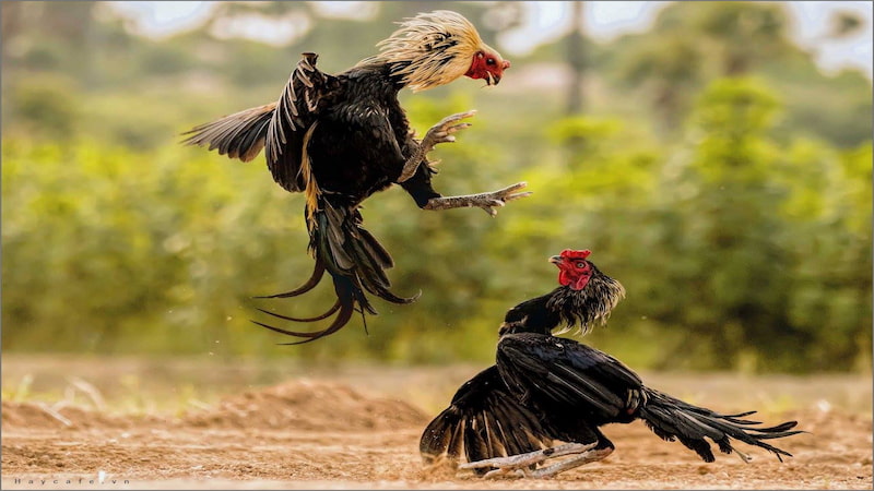 Giới thiệu về kết quả đá gà Thomo hôm nay