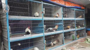 Ảnh hưởng của thời tiết và môi trường khí hậu đến gà đá