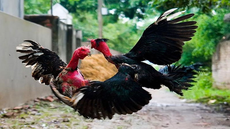Khái quát về Thuốc tăng bo cho gà đá