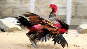 Sử dụng thuốc tăng bo cho gà đá mang đến lợi ích gì?