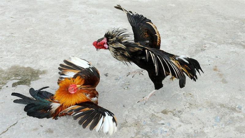 Cách sử dụng thuốc tăng bo cho gà đá hiệu quả